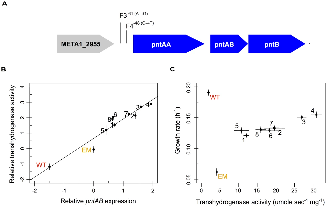 Multiple evolved mechanisms reinforce increased <i>pntAB</i> expression and transhydrogenase activity.
