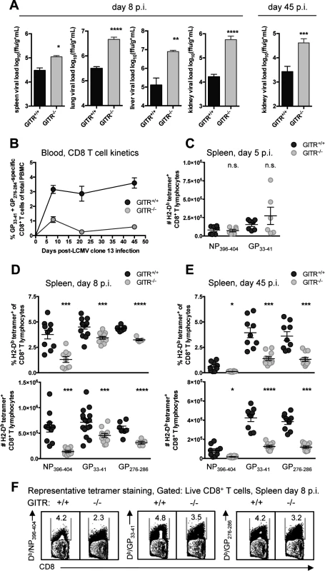 GITR<sup>-/-</sup> mice have impaired CD8 T cell responses and compromised control of chronic LCMV cl 13 infection.