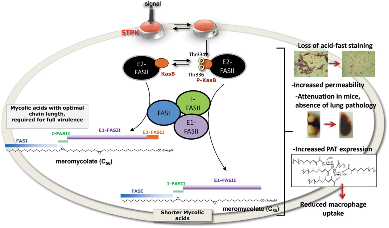 Representation of the <i>in vivo</i> consequences of STPK-dependent phosphorylation of KasB.