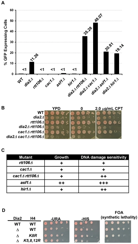 <i>DIA2</i> genetically interacts with genes encoding histone chaperones and histone H3–H4 lysine mutants with defects in nucleosome assembly.