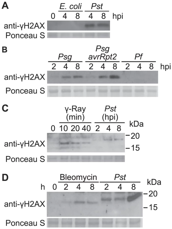 Accumulation of γ-H2AX induced by non-pathogenic pathogens and abiotic stresses.