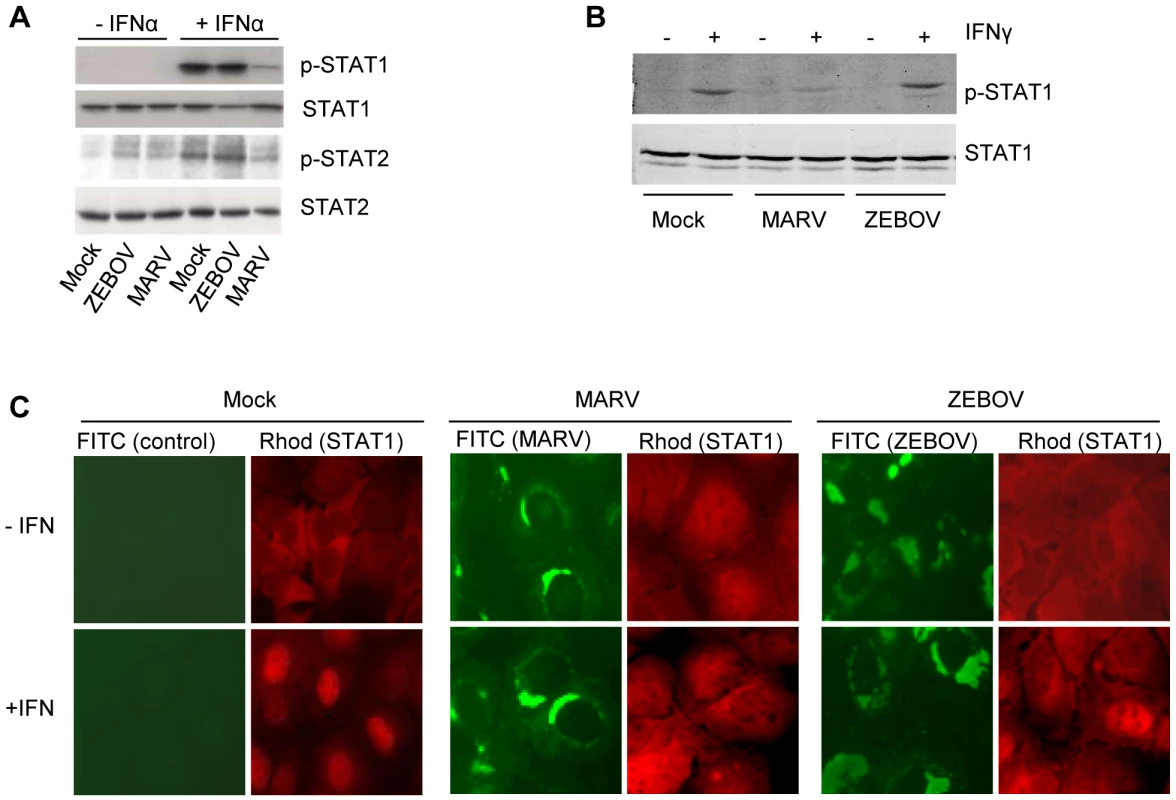 MARV infection prevents IFN-mediated phosphorylation and nuclear translocation of STAT proteins.
