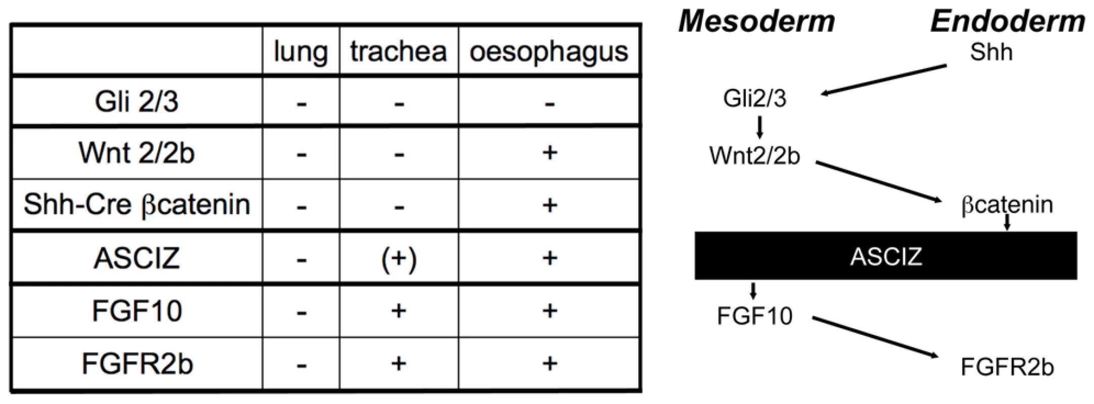 Comparison of the <i>Asciz<sup>−/−</sup></i> phenotype to other mouse mutants with pulmonary agenesis.