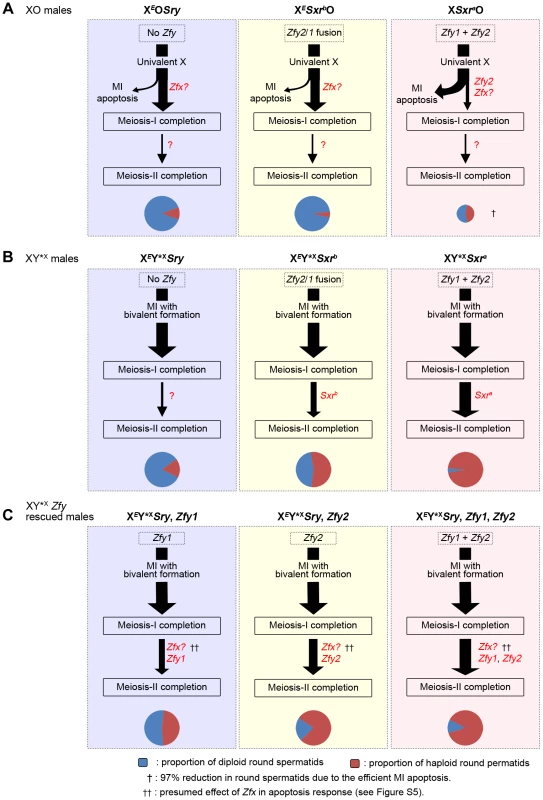A summary of the meiotic outcome in XO and XY*<sup>X</sup> males with varying Yp gene content.