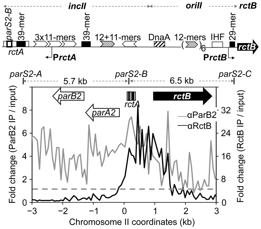ParB2 spreads into the replication origin of <i>V. cholerae</i> chromosome II (chrII).