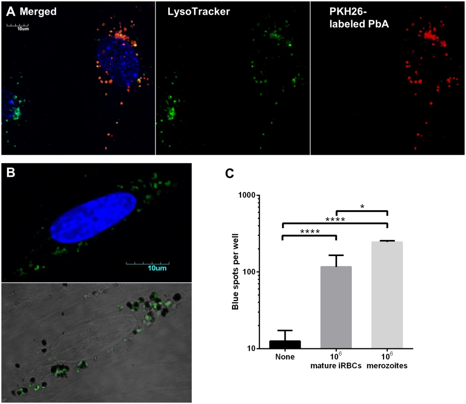 Merozoites are preferentially phagocytosed and cross-presented by MBECs.