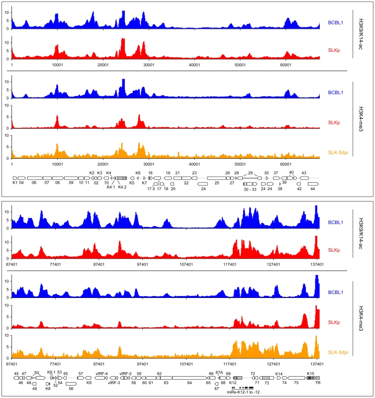 Global patterns of H3K9/K14 Acetylation and H3K4 tri-methylation on latent KSHV genomes.