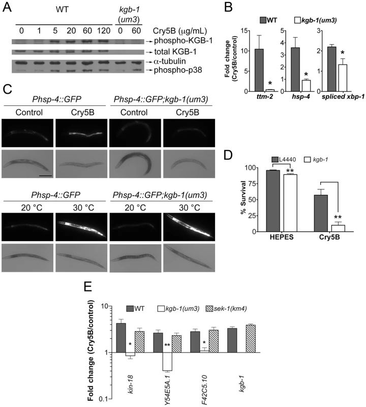 KGB-1 JNK-like MAPK regulates p38-dependent and -independent pathways involved in PFT defenses.