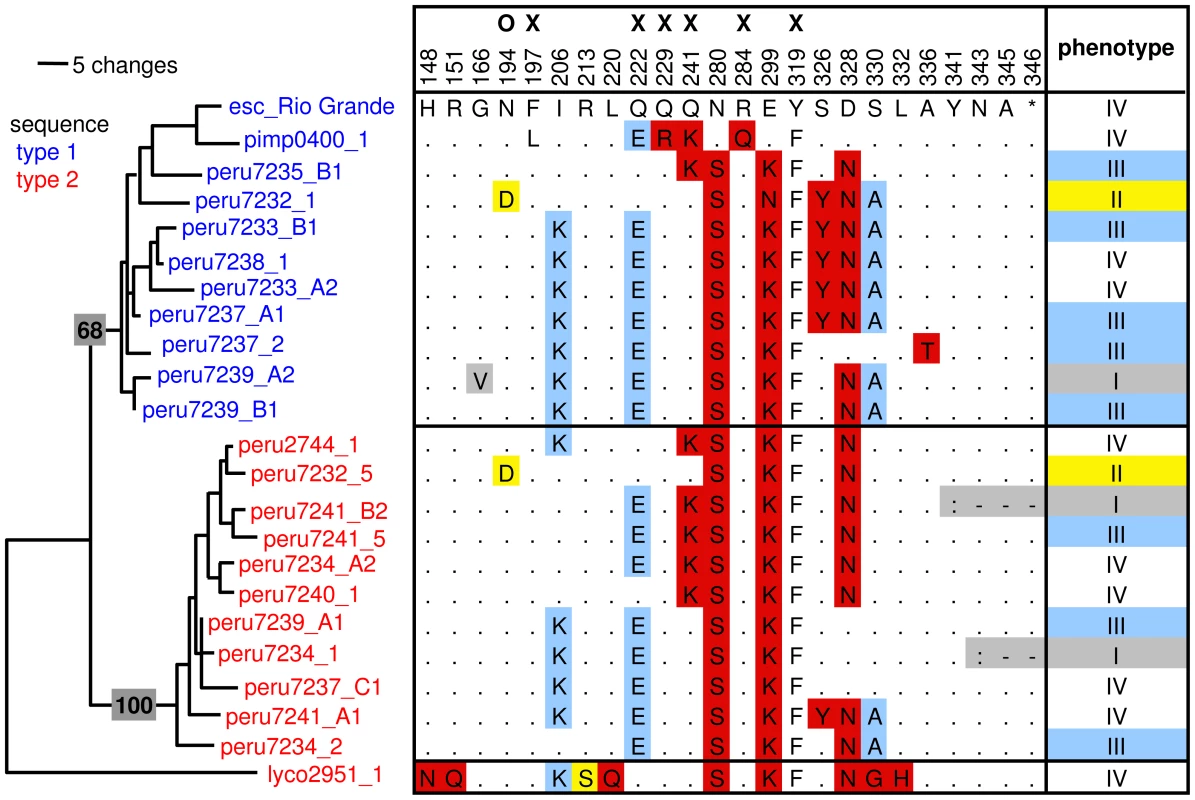 Overview of a subset of RCR3 protease domain haplotypes, their phenotype, and position in the <i>RCR3</i> gene tree.