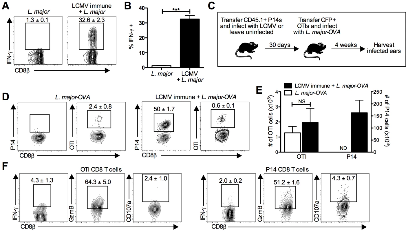 LCMV specific CD8 T cells are present in the leishmanial lesion and express gzmB but low levels of IFN-γ.