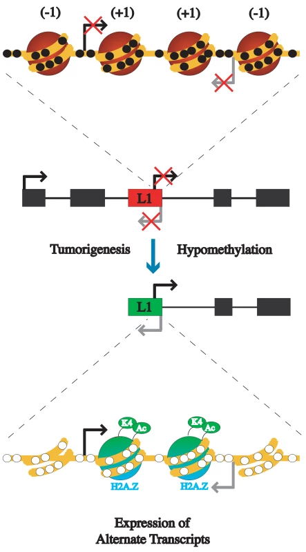 Model of the epigenetic alterations that occur between inactive L1s and active L1s during tumorigenesis.