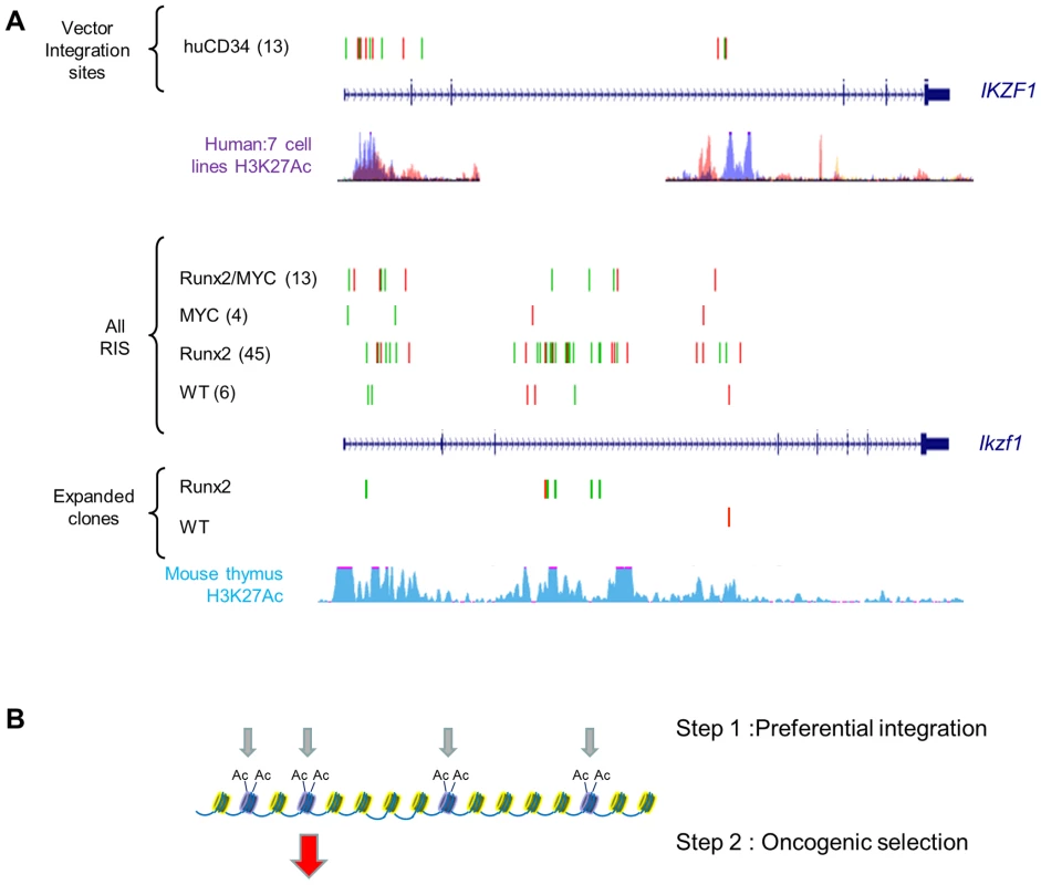 Insertions at <i>Ikzf1</i> display dual features of preferential integration and oncogenic selection.