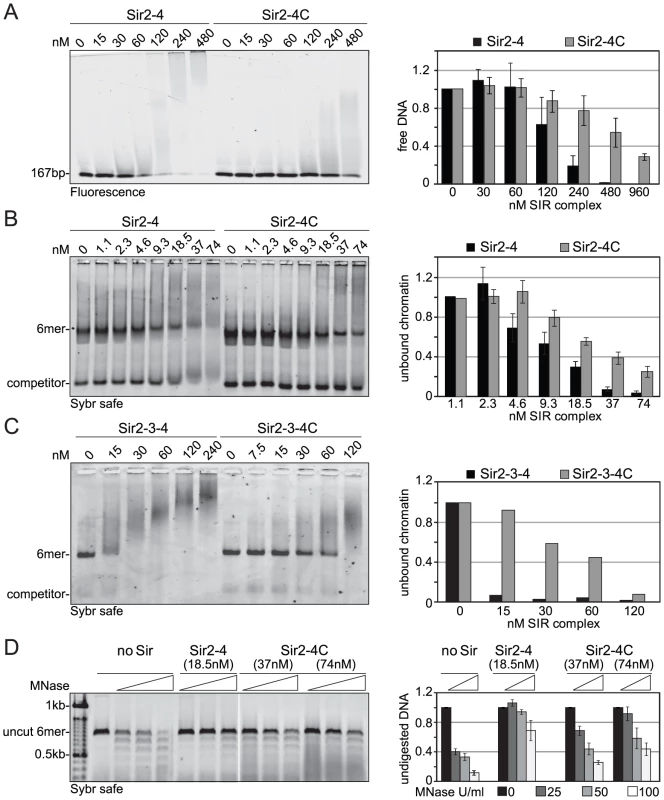 Sir4C has reduced affinity for DNA and chromatin and protects linker DNA less from MNase attack.