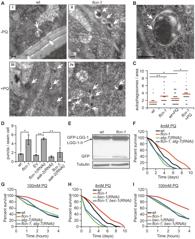 Loss of <i>flcn-1</i> activates autophagy resulting in oxidative stress resistance in <i>C. elegans</i>.