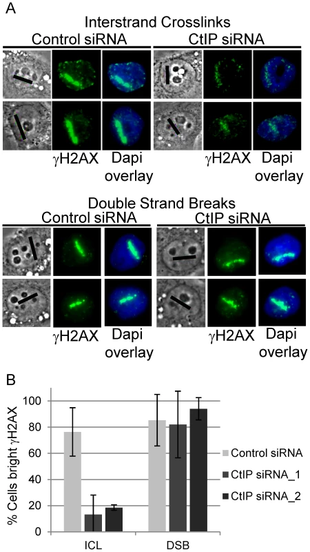 CtIP depletion reduces γH2AX at ICLs but not at DSBs.
