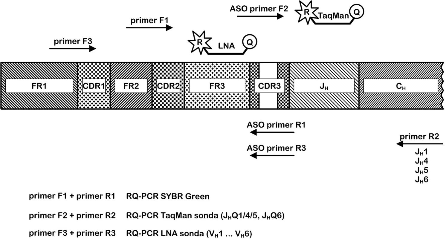 Porovnání přístupů RQ-PCR pro IgH řetězec.
Metoda SYBRGreen využívá pro pacienta specifický reverzní primer R1 a forward primer F1; Metoda ASO RQ-PCR používá kombinaci jednoho ze čtyř reverzních primerů R2, pro pacienta specifického primeru F2 a jedné ze dvou konsensuálních TaqMan sond; Metoda ASO RQ-PCR s LNA TaqMan sondami kombinuje primer F3, pro pacienta specifický reverzní primer R3 a jednu ze šesti LNA TaqMan sond.
