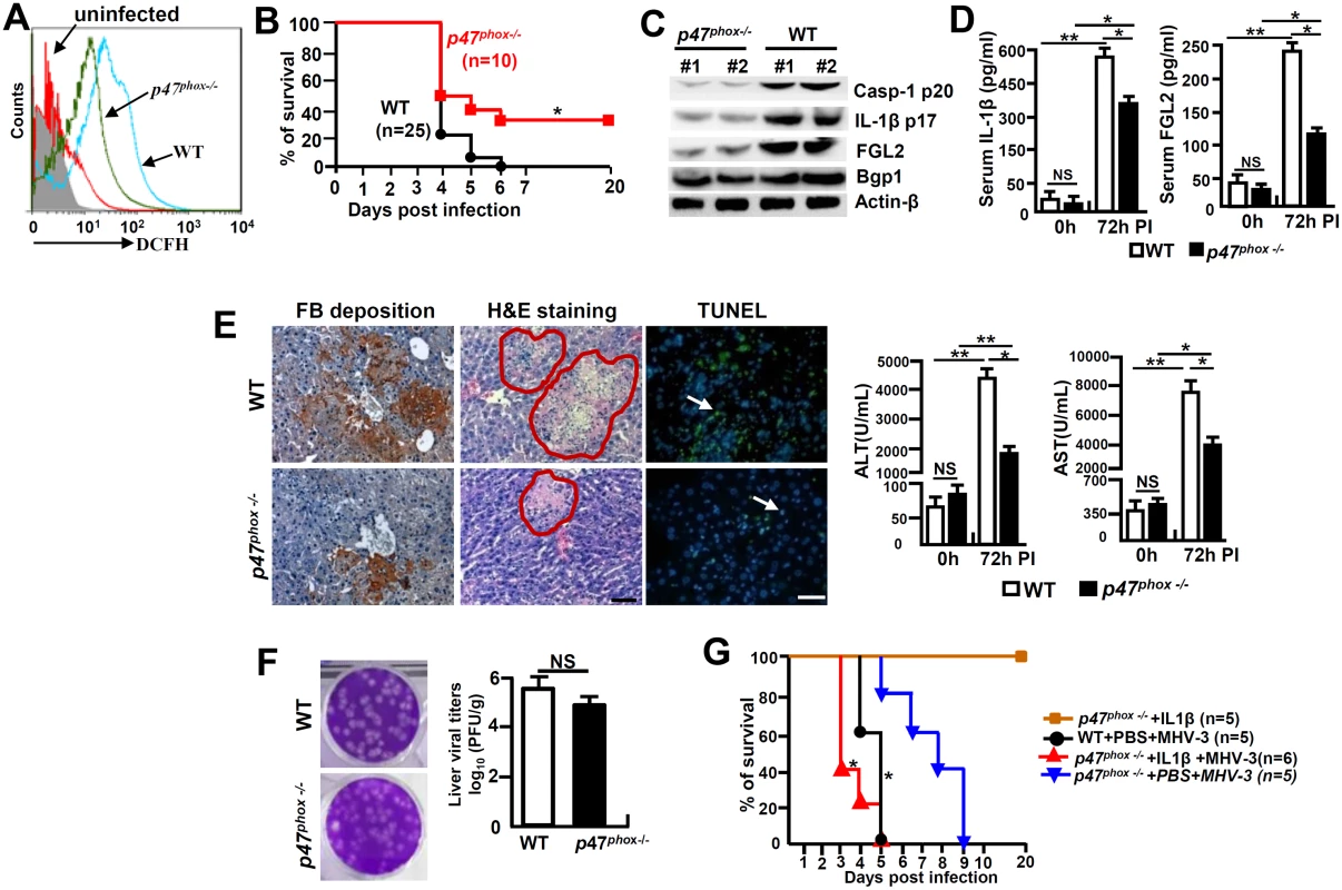 <i>p47</i><sup><i>phox</i></sup> deficiency limited NLRP3 inflammasome activation and attenuated MHV-3 mediated hepatitis.