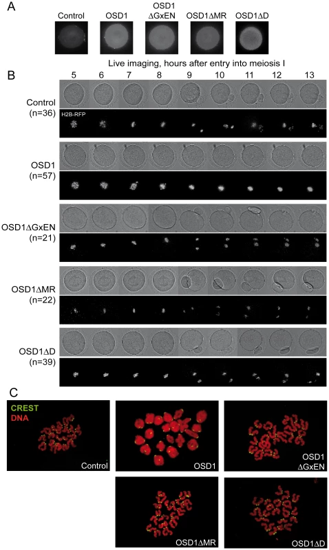 Expression of OSD1 in mouse oocytes provokes a metaphase I arrest.