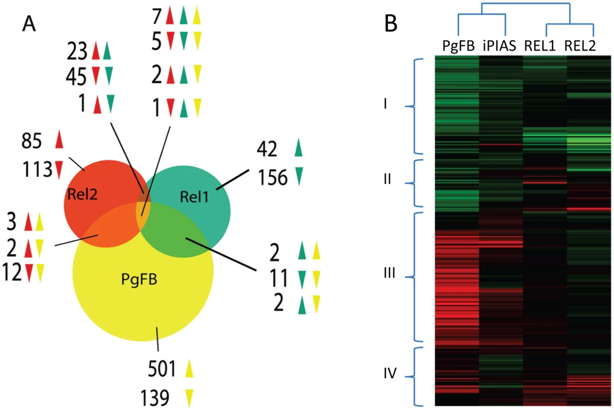 Comparative analysis of the <i>P. gallinaceum</i> fat body responsive to the <i>REL1</i>- and <i>REL2</i>-regulated transcriptomes.