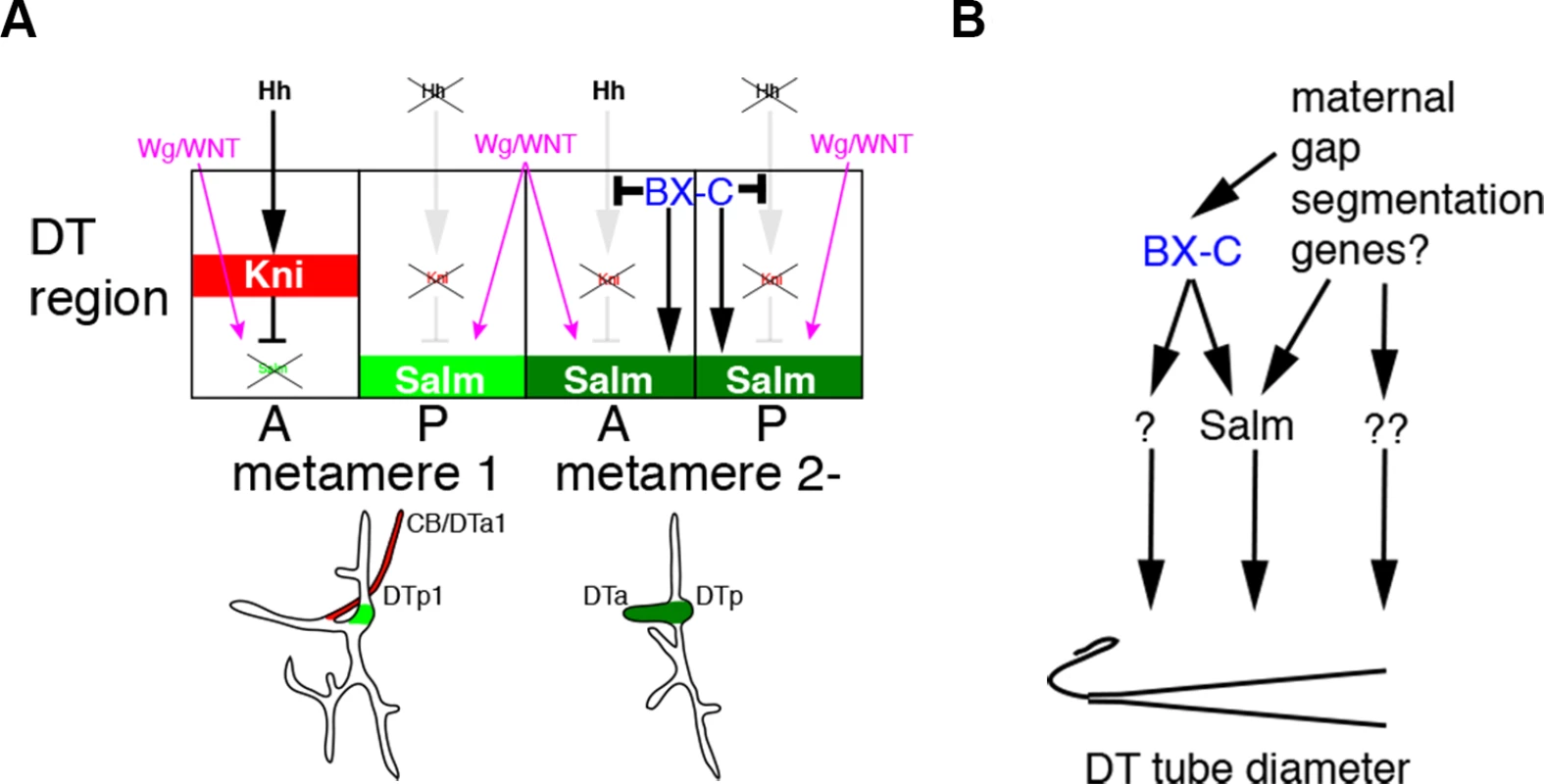Models for the BX-C dependent control of branching patterns and of DT tube diameter.