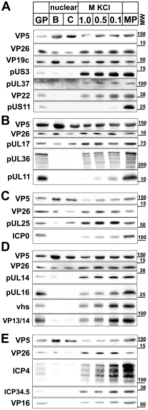 Immunoblot characterization of nuclear and viral HSV1 capsids.