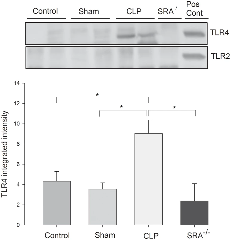 SRA co-associates with TLR4, but not TLR2, in lungs of wild type CLP mice.