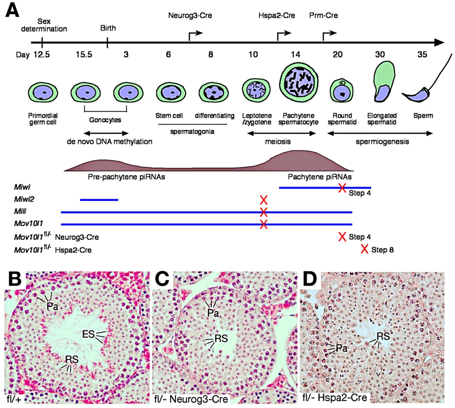 Post-natal disruption of <i>Mov10l1</i> leads to post-meiotic spermiogenic arrest.