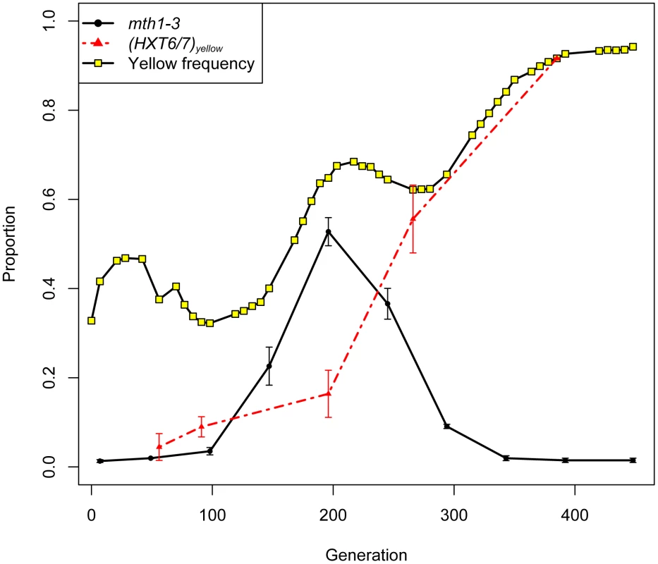 Allele frequencies of <i>mth1-3</i> and <i>HXT6/7 amplification</i> in the yellow subpopulation.