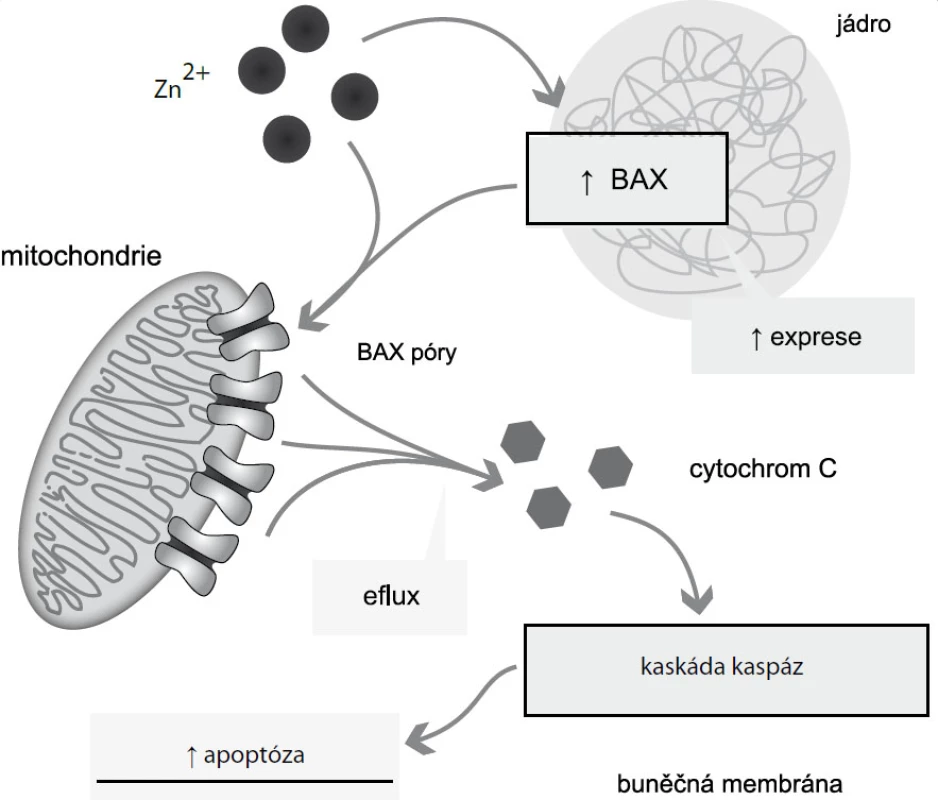 Zinečnatými ionty indukovaná apoptóza u buněk prostaty. Zinečnaté ionty zvyšují expresi X proteinu asociovaného s Bcl2 (BAX) a usnadňují tvorbu BAX pórů na vnější mitochondriální membráně. Vzniklé BAX póry umožní eflux cytochromu C do cytoplazmy. Cytochrom C aktivuje kaskádu kaspáz, která vede k apoptóze. Podle [27].