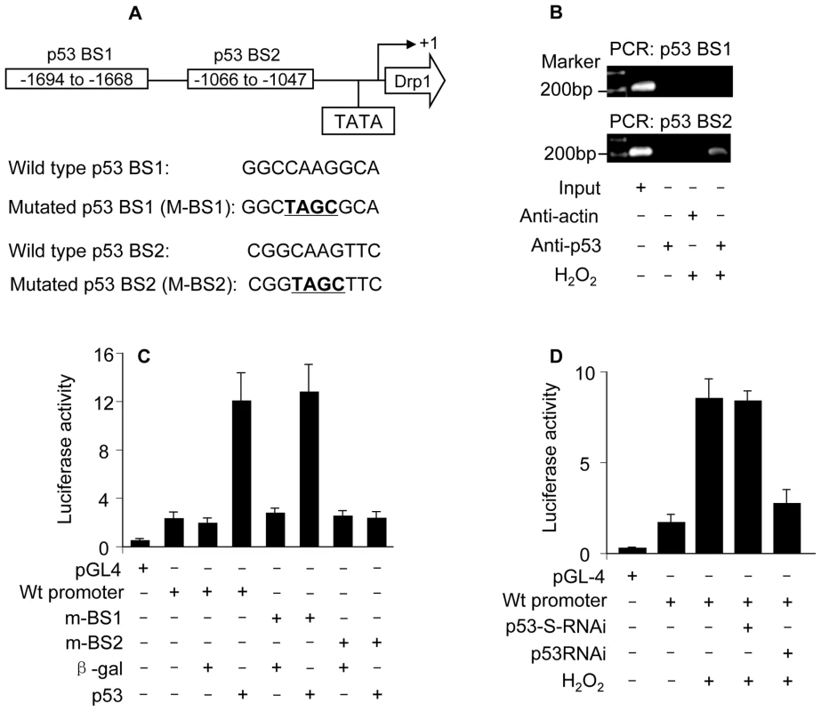 p53 binds to and activates Drp1 promoter.