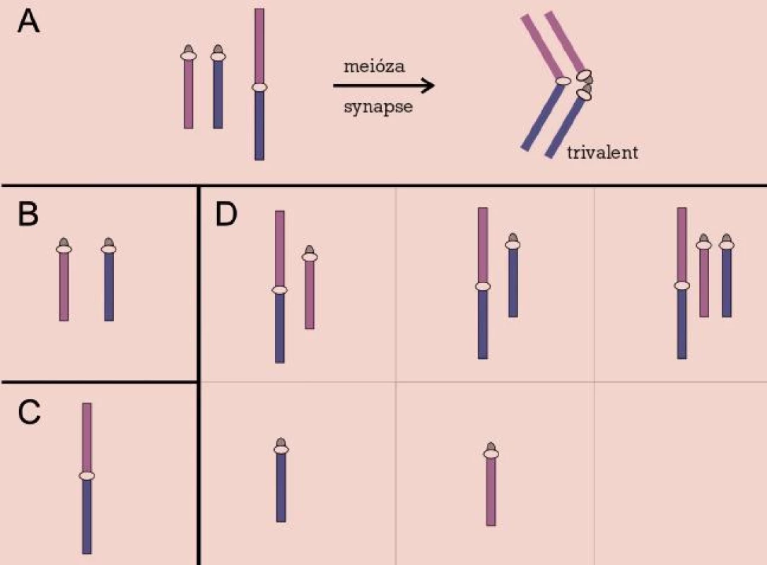 Robertsonova translokace. Meiotické párování (A) a chromozomy v gametách: normálních (B), balancovaných (C) a nebalancovaných (D).