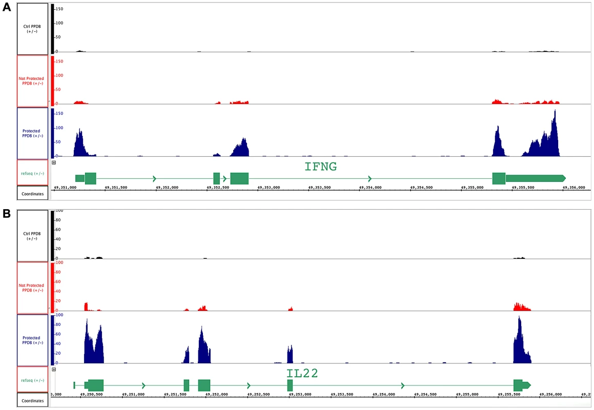 BCG-vaccinated and control cattle samples mapped to <i>ifn-γ</i> and <i>il-22</i> genes.