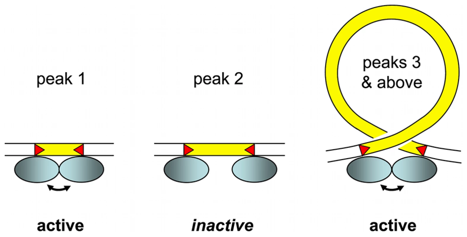 IES size constraint and the assembly of an active excision complex.