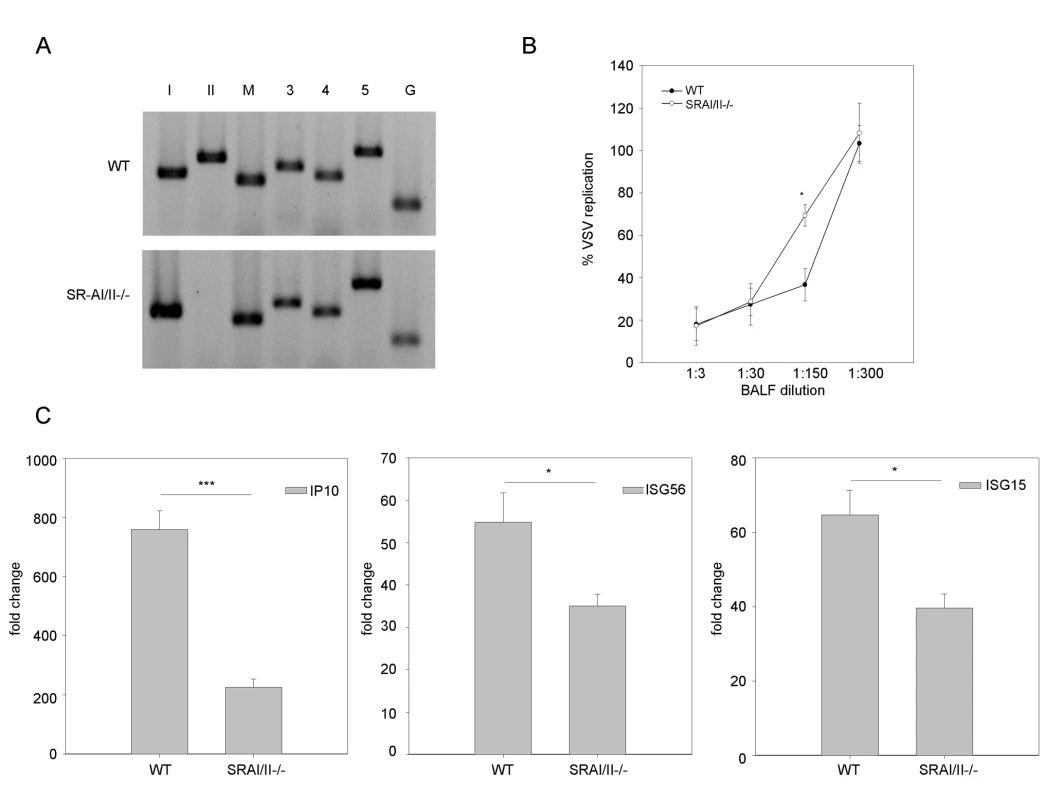 SR-As are involved in dsRNA induced antiviral responses <i>in vivo</i>.