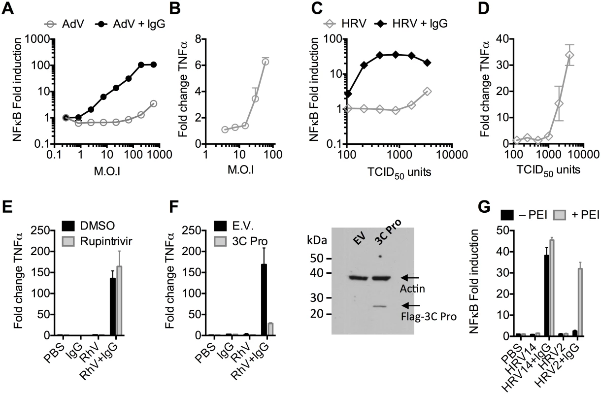 Antibodies potentiate immune sensing during adenovirus (AdV) or rhinovirus (HRV) infection.