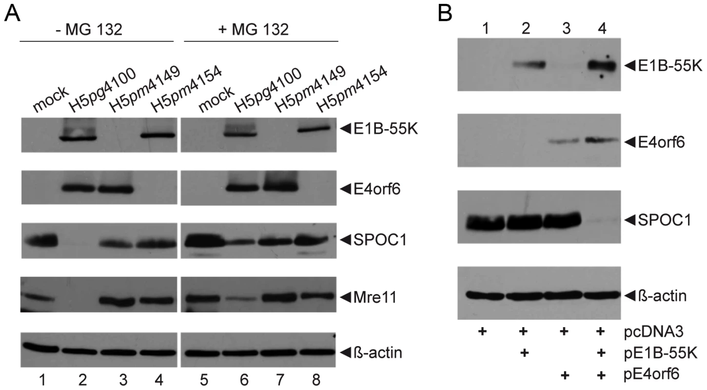Proteasomal degradation of SPOC1 by the E1B-55K/E4orf6 E3 ubiquitin ligase complex.