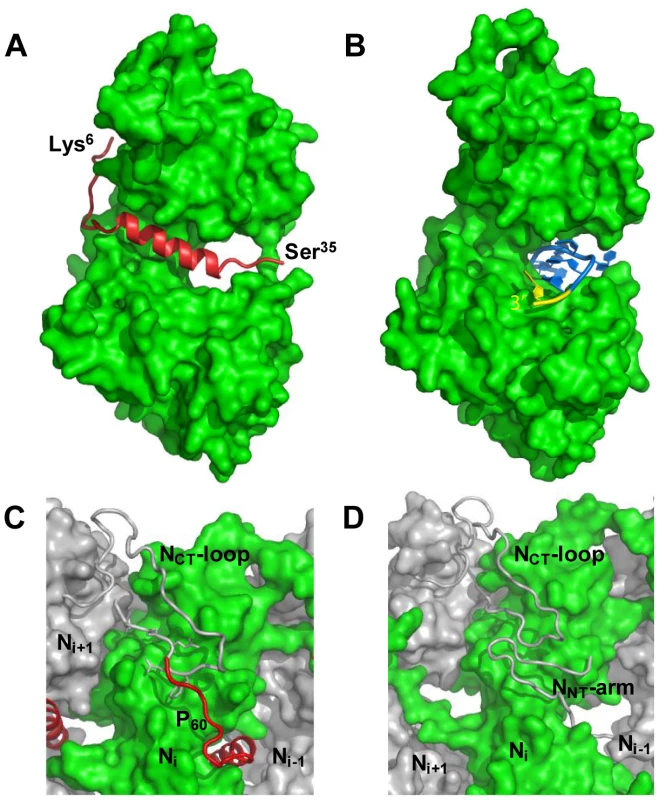 P binding hinders RNA binding and self-assembly of soluble N.