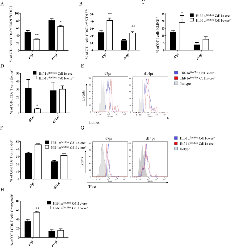 Depletion of HIF1α in CD11c<sup>+</sup> cells induces more SLECs during the acute phase of <i>L</i>. <i>donovani</i> infection.