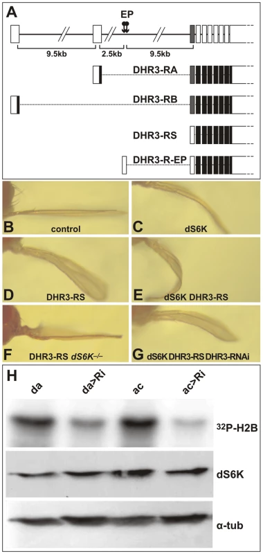 DHR3 regulates dS6K activity.