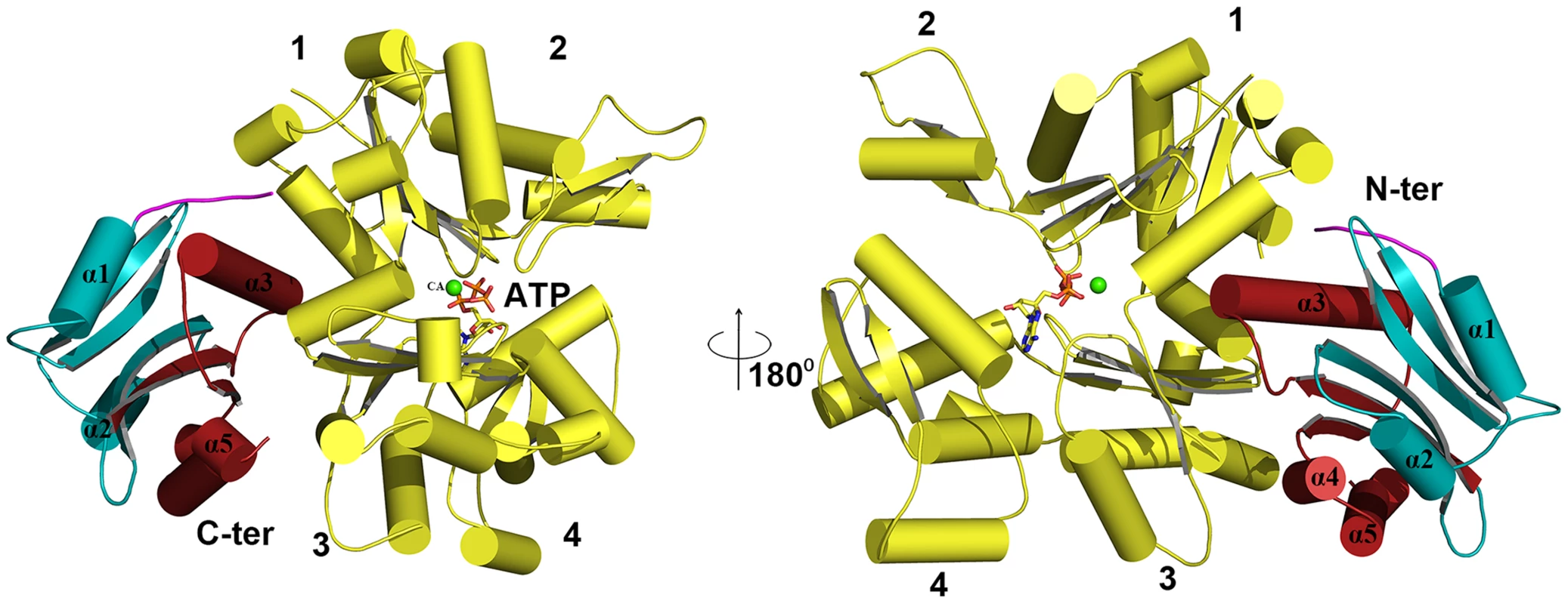 Modelling of G-actin-EhCoactosin complex.