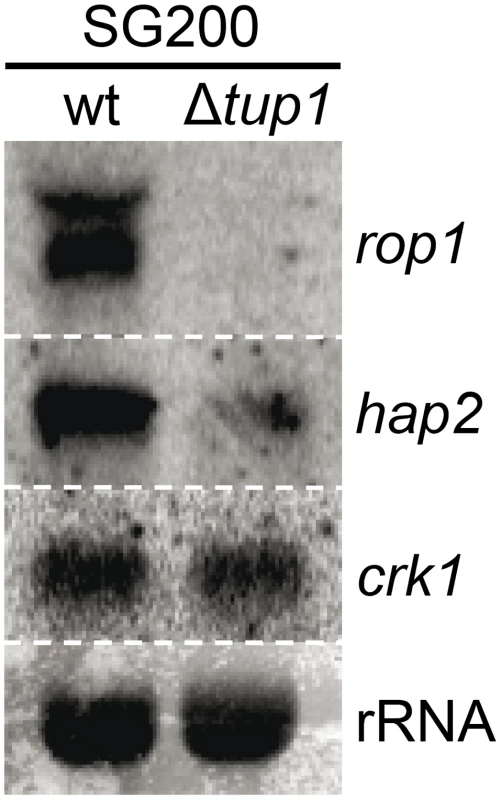 <i>tup1</i> is required for wild-type expression levels of the <i>prf1</i> transcriptional regulators <i>rop1</i> and <i>hap2</i>.