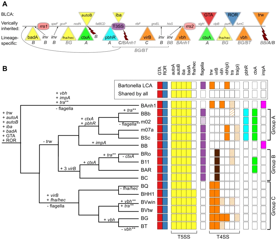 Genomic location and species distribution pattern of host-adaptation systems.