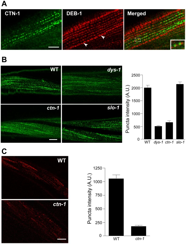 <i>ctn-1</i> mutation disrupts normal localization of the dystrophin complex and ISLO-1.
