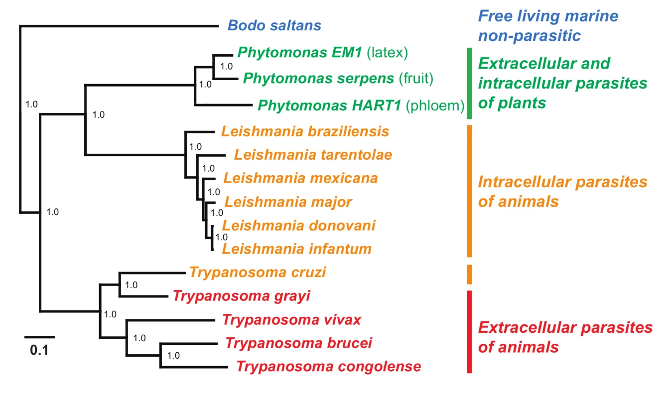 A maximum likelihood protein sequence phylogenetic tree of trypanosomatids.