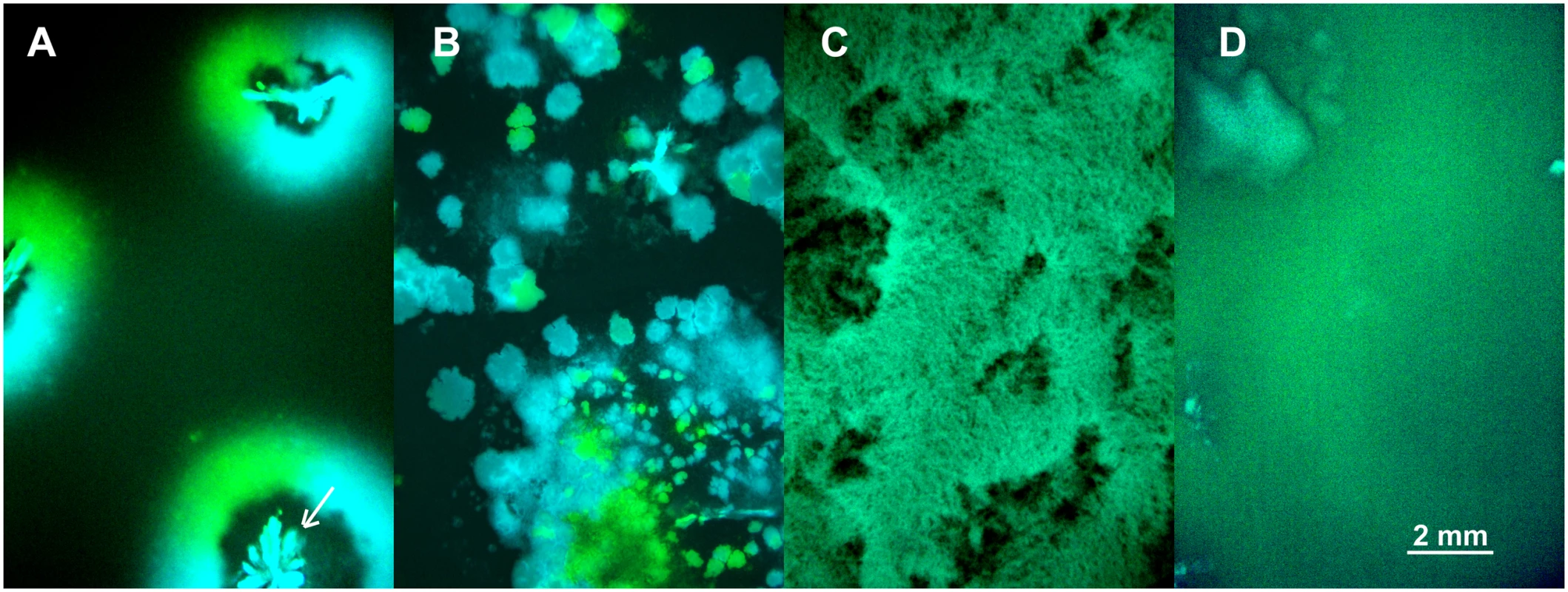 Competition of fluorescently marked virus (λCFP and λYFP—blue and green areas) during invasion into uninfected cells (black areas) at different degrees of mixing (<i>undisturbed</i>, <i>30s</i>, <i>24h</i>, <i>24h-wet</i>).