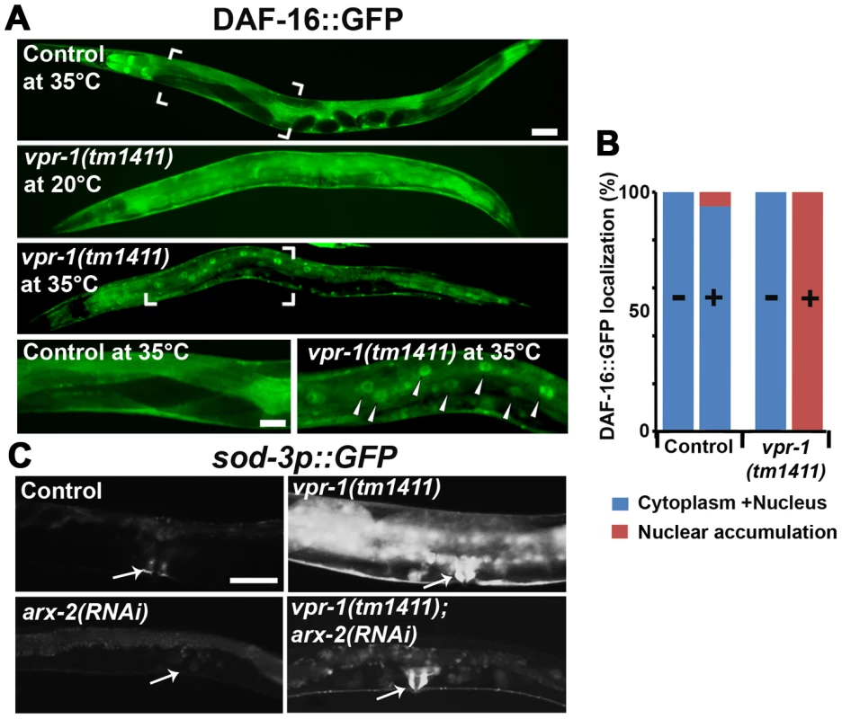 DAF-16 localization and activity in wild-type and mutant worms.