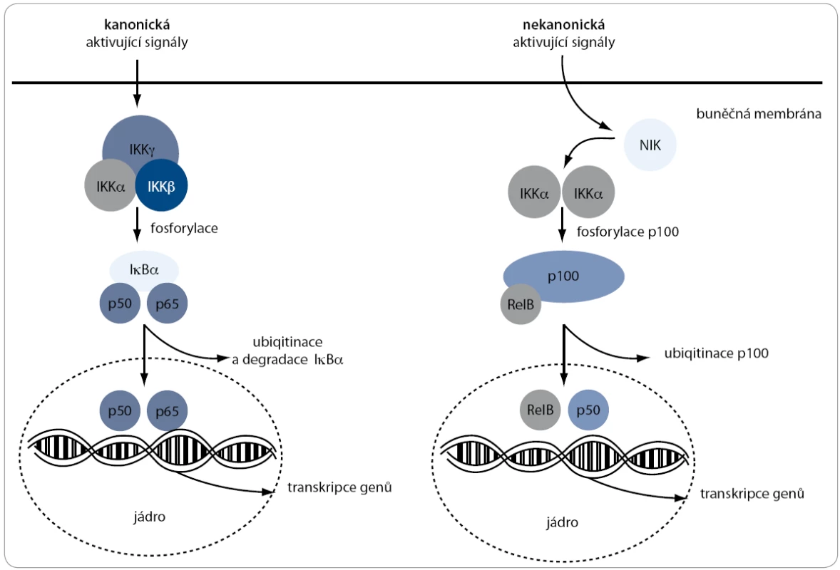 Kanonická a nekanonická signální dráha NF-κB. V regulaci NF-κB komplexů jsou zahrnuty dvě signální dráhy (kanonická a nekanonická), které jsou zodpovědné za aktivaci p50 a p52 z jejich inaktivních prekurzorů p105 a p100. Ústředním inhibitorem u obou drah je IKKα. Její fosforylace vede k degradaci inhibitoru a tím i aktivaci komplexů transkripčních faktorů, které mohou následně putovat do jádra a řídit transkripci některých genů.