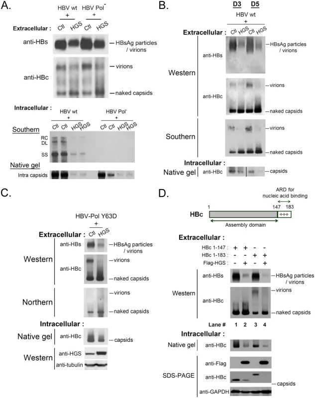 HGS stimulated the secretion of naked capsids regardless of the genome maturation status.