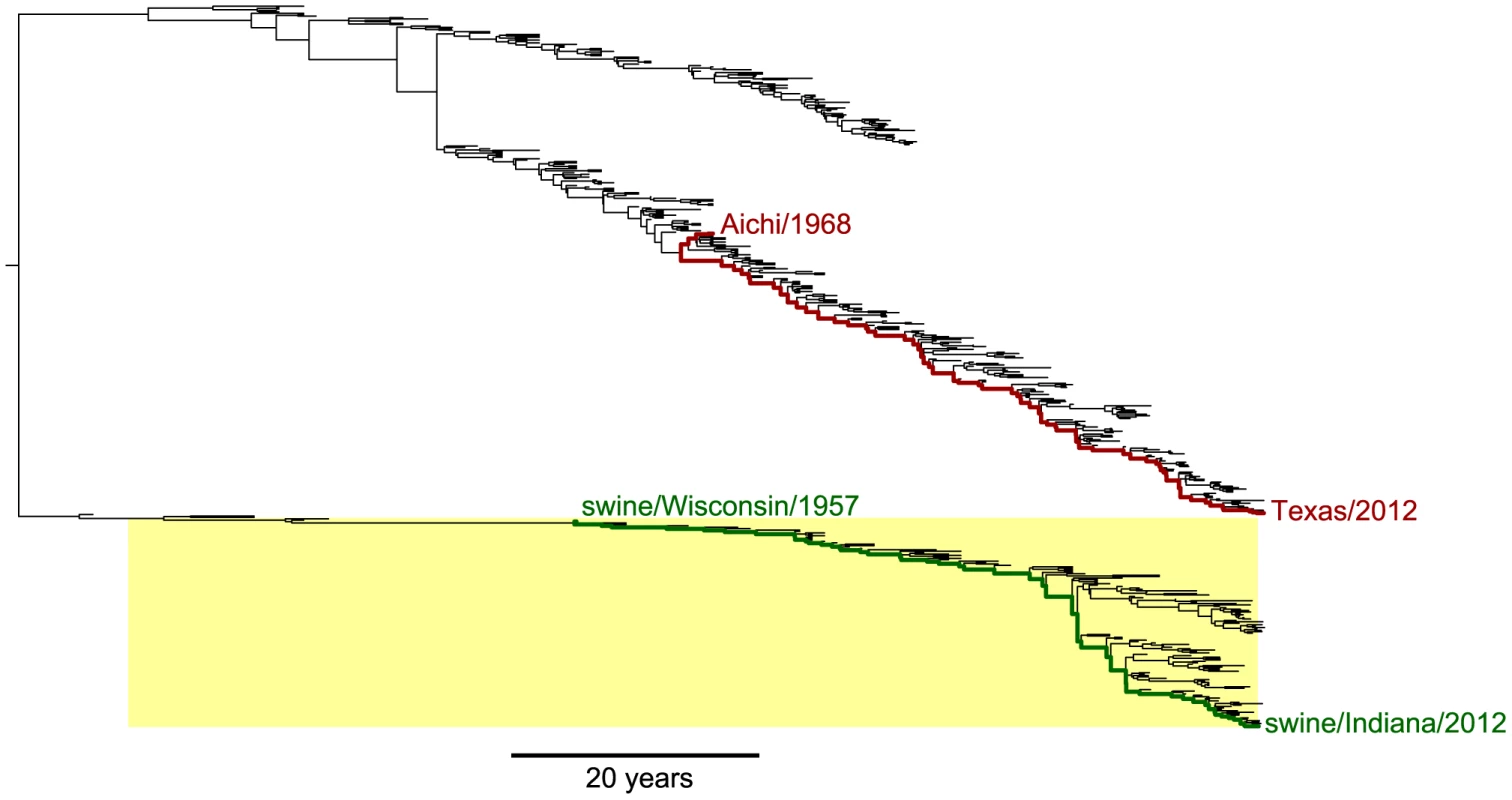 Phylogenetic tree of human and swine NP homologs.