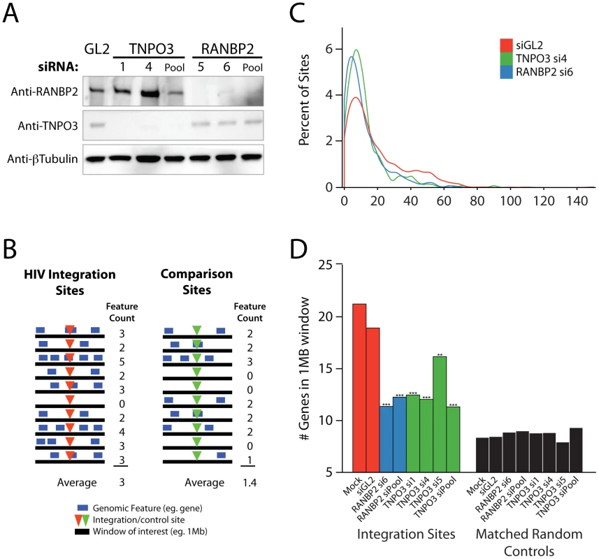 Effects of siRNA treatments on HIV integration in gene dense regions.